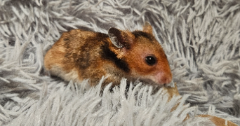 malaquin émilie  pet sitter à LABOURSE 62113_2
