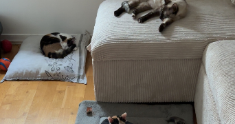 laurie pet sitter à LA ROQUETTE SUR VAR 06670_5