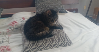 valérie cat sitter à HAZEBROUCK 59190_3
