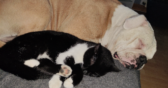 melissa pet sitter à SAULXURES SUR MOSELOTTE 88290_2