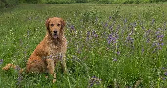 louisa pet sitter à PONT ST ESPRIT 30130