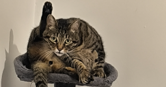 jacques pet sitter à AURAY 56400_1