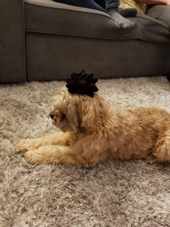 candice pet sitter à Guignes 77390_2