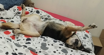 saphyra pet sitter à OBJAT 19130_2