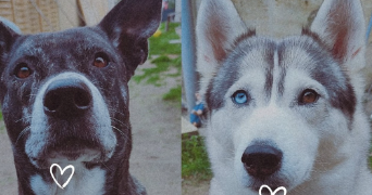 léa pet sitter à ST ANDRE DE CUBZAC 33240_0