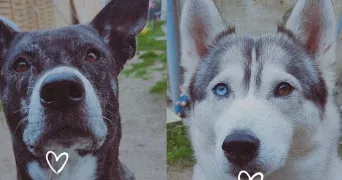 léa pet sitter à ST ANDRE DE CUBZAC 33240