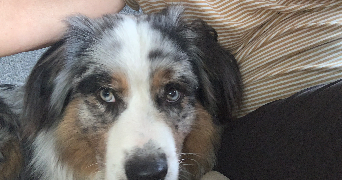 fabienne  pet sitter à THIAIS 94320_6