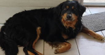 chloé pet sitter à LYON 03 69003_3