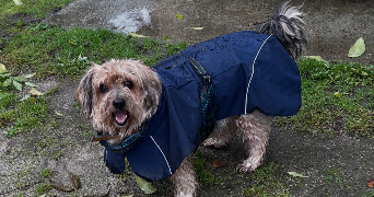 pacome dog sitter à TINCHEBRAY BOCAGE 61800_2