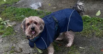 pacome dog sitter à TINCHEBRAY BOCAGE 61800