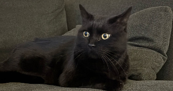 laura pet sitter à LES ESSARTS LE ROI 78690_2