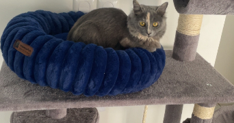 venise pet sitter à LAMBERSART 59130_7