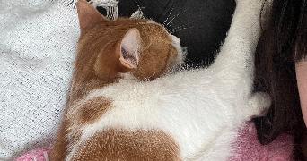 oceane pet sitter à VALENCIENNES 59300_4