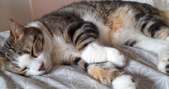 clémence pet sitter à TOULON 83100_1