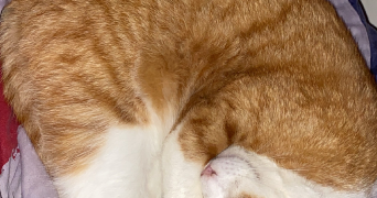 emilie pet sitter à BILLERE 64140_3