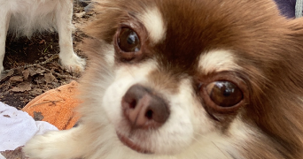 amelie pet sitter à MONTPELLIER 34000_5