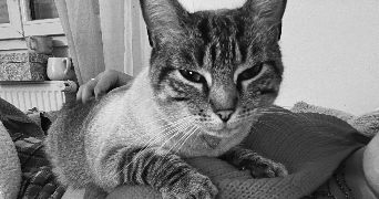 mélanie pet sitter à LIMOGES 87000_1