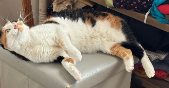 camille pet sitter à ST MARTIN D HERES 38400_4