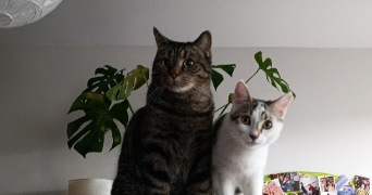 alice pet sitter à CLERMONT FERRAND 63000_2