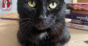 charlotte pet sitter à LE HAVRE 76600_3