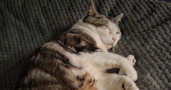 tiphaine pet sitter à ROSNY SOUS BOIS 93110_2