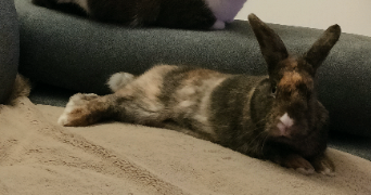 anne-catherine  pet sitter à Marignier 74970_3