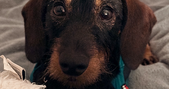 florentine pet sitter à TOURS 37000_2