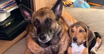 cindy pet sitter à RIOTORD 43220