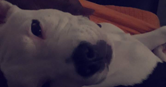 fina pet sitter à DRAGUIGNAN 83300_1