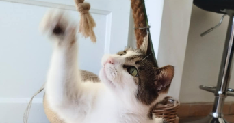 léa pet sitter à LA FLECHE 72200_1
