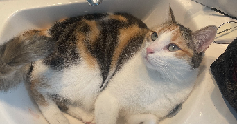 clémence pet sitter à Bossancourt 10140_2