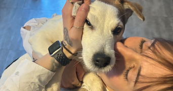 sephora pet sitter à BRUMATH 67170_4