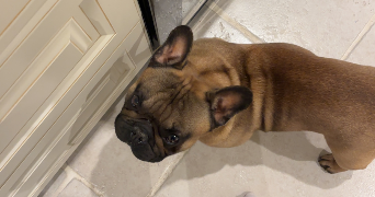 romane pet sitter à TARCENAY FOUCHERANS 25620_4