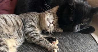 iuliia pet sitter à COLOMBES 92700_2