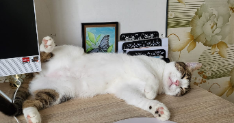 ricardo pet sitter à BEAULON 03230_1