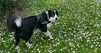 solene pet sitter à LES VANS 07140_3