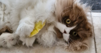 anna pet sitter à ST AMAND LES EAUX 59230_2