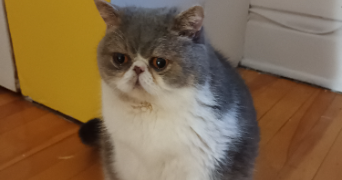 alisée pet sitter à Sartrouville 78500_5