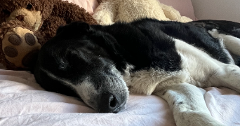 loukia pet sitter à Trouillas 66300_5