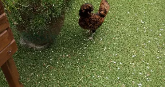blune pet sitter à VAL DE REUIL 27100