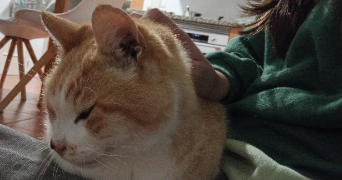 amanda pet sitter à TOURS 37000_3