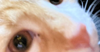 maëva pet sitter à BREST 29200_1