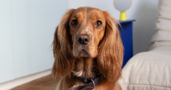 anne-charlotte pet sitter à PARIS 11 75011_1