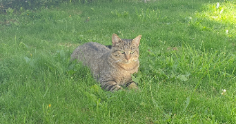 axelle pet sitter à PLUGUFFAN 29700_2