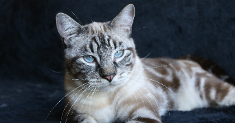clothilde pet sitter à CHAMPGENETEUX 53160_3