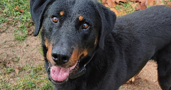 thomas pet sitter à LA FARE LES OLIVIERS 13580_4