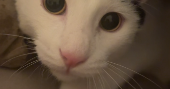 jade pet sitter à GRAND CHARMONT 25200_7