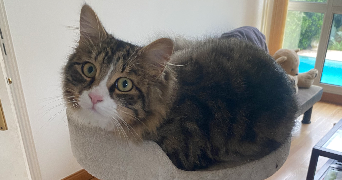 justine pet sitter à GEISPOLSHEIM 67118_1