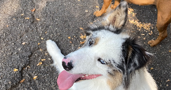 déborah asv pet sitter à MUNSTER 68140_8