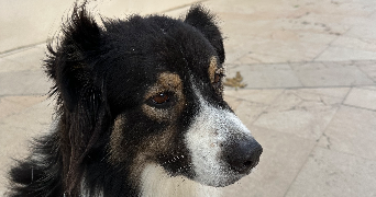 sandrine pet sitter à LA CHAPELLE DU BARD 38580_0